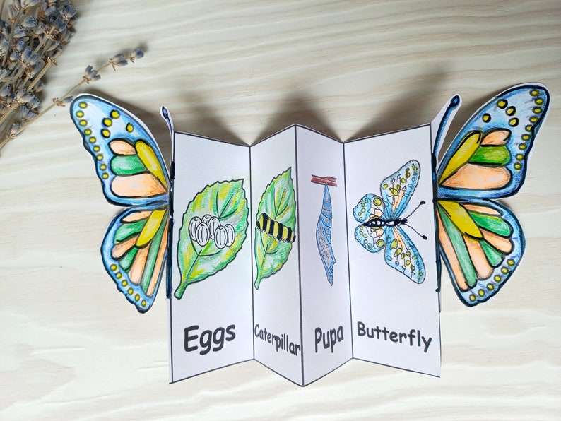 Puede incluir: Un libro de manualidades de papel colorido que muestra el ciclo de vida de una mariposa. El libro est&aacute; doblado para mostrar las etapas de la vida de la mariposa: huevos, oruga, cris&aacute;lida y mariposa. El libro est&aacute; decorado con ilustraciones coloridas de cada etapa.