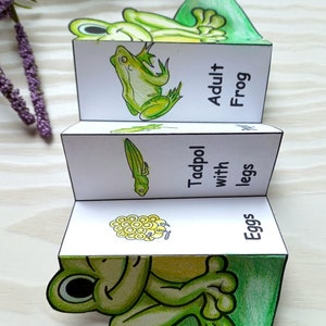 May include: A handmade, accordion-style educational toy depicting the life cycle of a frog. The stages, labeled "Eggs," "Tadpol with legs," and "Adult Frog," are illustrated with drawings and green and yellow coloring.