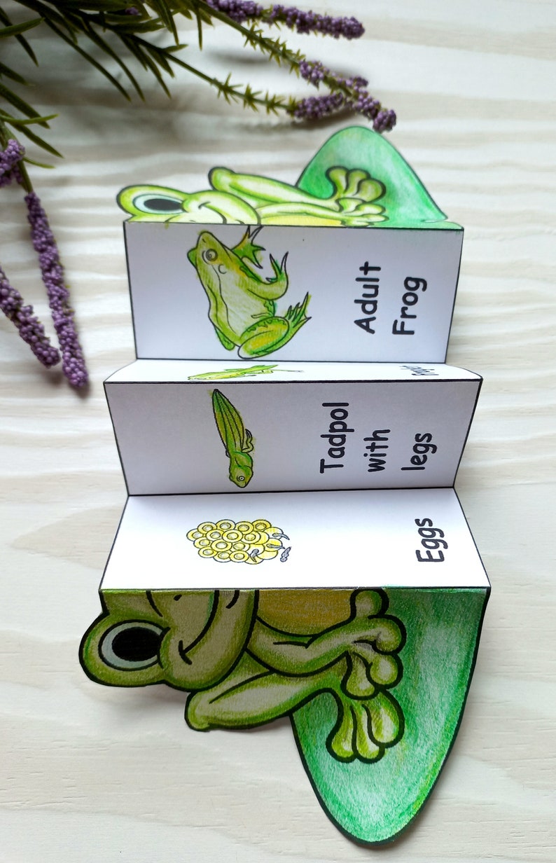 May include: A handmade, accordion-style educational toy depicting the life cycle of a frog. The stages, labeled "Eggs," "Tadpol with legs," and "Adult Frog," are illustrated with drawings and green and yellow coloring.