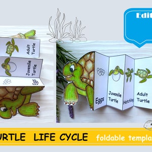 Ciclo de vida da tartaruga, cartões Montessori, download digital Imprimir aprendizagem Tartaruga dobrável artesanato infantil pré-escolar escola em casa atividade de aprendizagem infantil
