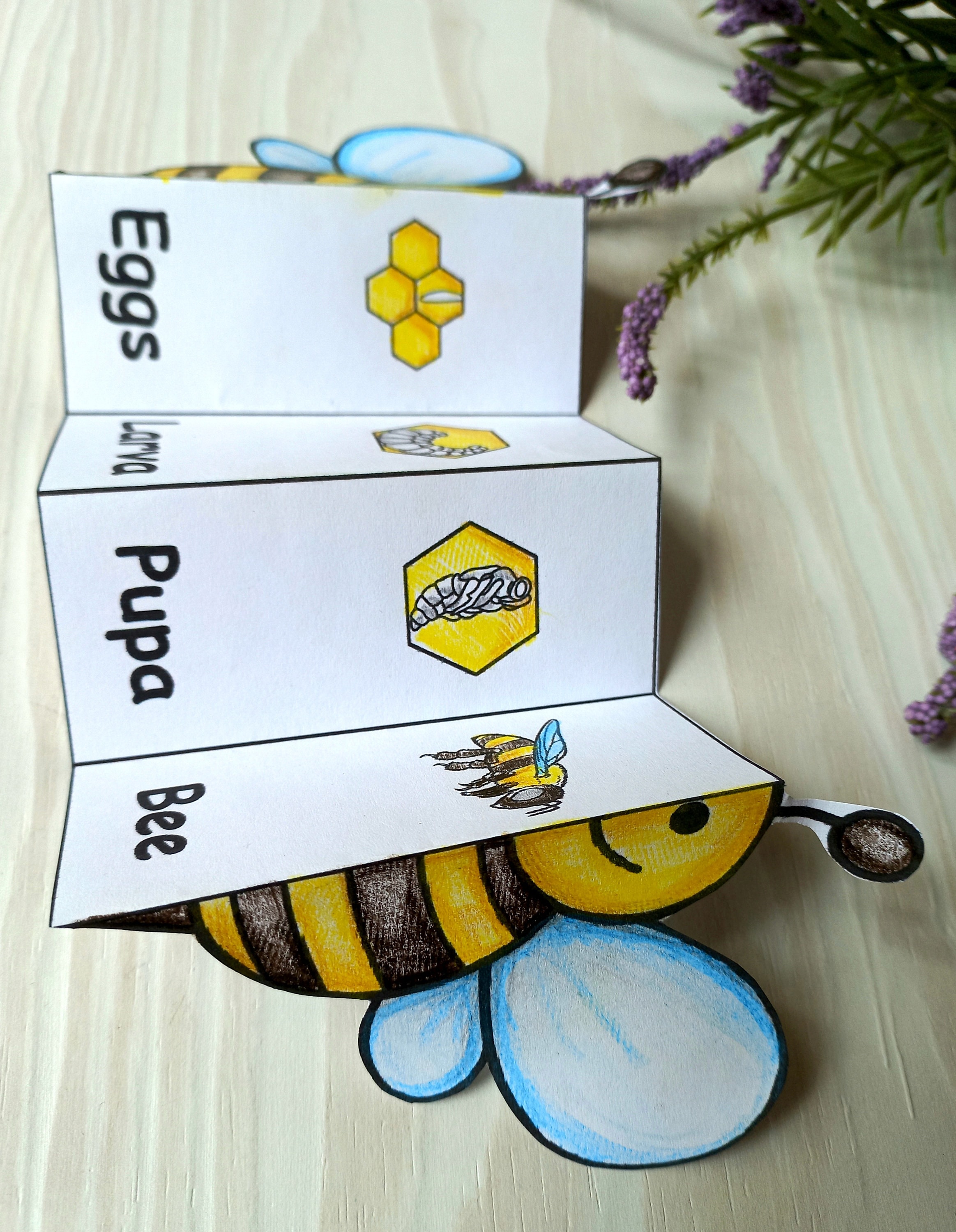 Bee Life Cycle Printable, Foldable Bee Life Cycle, Montessori Digital ...