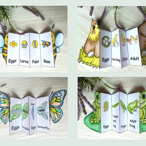 Puede incluir: Cuatro tarjetas plegables de ciclo de vida coloridas que representan una abeja, un pollo, una mariposa y una rana. Cada tarjeta muestra las etapas de desarrollo desde el huevo hasta el adulto.