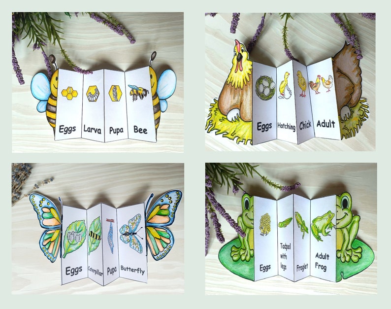 Puede incluir: Cuatro tarjetas plegables de ciclo de vida coloridas que representan una abeja, un pollo, una mariposa y una rana. Cada tarjeta muestra las etapas de desarrollo desde el huevo hasta el adulto.