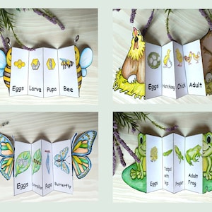 May include: Four colorful, accordion-style educational cards depicting life cycles. One shows a bee's life stages: eggs, larva, pupa, and bee. Another shows a chicken's life stages: eggs, hatching, chick, and adult. A butterfly and frog life cycle are also shown.