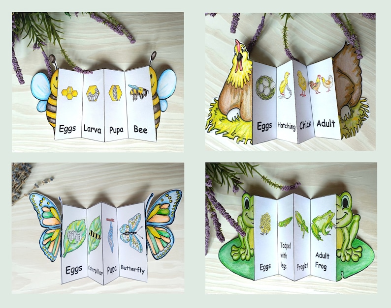 May include: Four colorful, accordion-style educational cards depicting life cycles. One shows a bee's life stages: eggs, larva, pupa, and bee. Another shows a chicken's life stages: eggs, hatching, chick, and adult. A butterfly and frog life cycle are also shown.