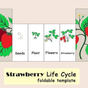 Aardbei Levenscyclus, Montessori digitale Montessori Drukke Boek Activiteit Nomenclatuur FlashCards Afdrukbare Pdf Afdrukbare kaarten kleuterschool