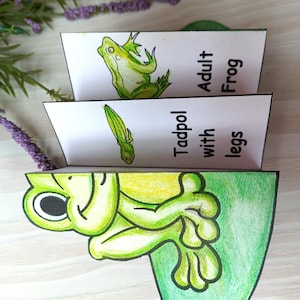 May include: A handmade paper craft depicting the life cycle of a frog. The stages are illustrated with drawings of a tadpole, a tadpole with legs, and an adult frog. The text labels each stage. The craft is green and white.