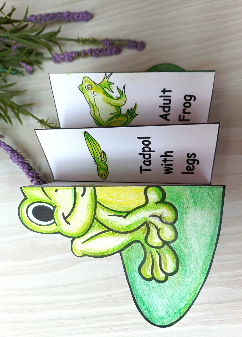 May include: A handmade paper craft depicting the life cycle of a frog. The stages are illustrated with drawings of a tadpole, a tadpole with legs, and an adult frog. The text labels each stage. The craft is green and white.