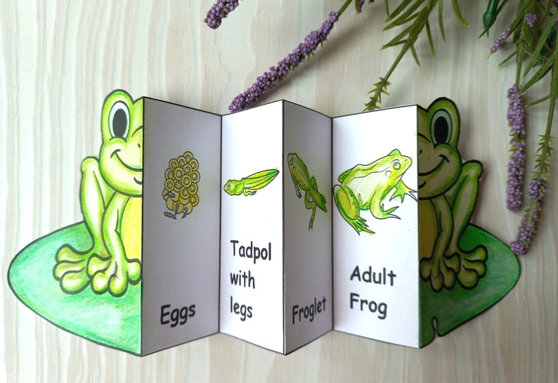 May include: A folded paper diagram illustrating the life cycle of a frog, from eggs to adult. The diagram features cartoon illustrations of each stage, including eggs, tadpole with legs, froglet, and adult frog. The text labels each stage.