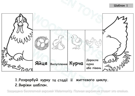 Le Cycle De Vie Du Poulet Pour Les Enfants Life Cycle Of A Chicken