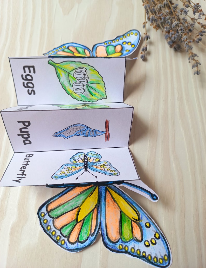 Butterfly Life Cycle Foldable Butterfly Montessori Cards Etsy