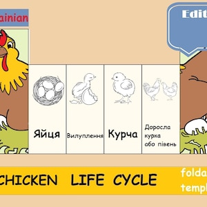 Chicken Life cycle in Ukrainian, Foldable kids craft, Montessori Digital Download Life science Nomenclature Flash Cards  Printable preschool