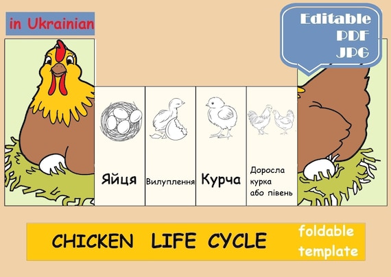 Le Cycle De Vie Du Poulet Pour Les Enfants Life Cycle Of A Chicken
