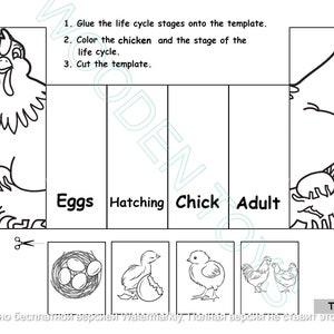 May include: Black and white line art illustration of a chicken life cycle. The stages include eggs, hatching, chick, and adult. The image includes instructions to glue, color, and cut the template.