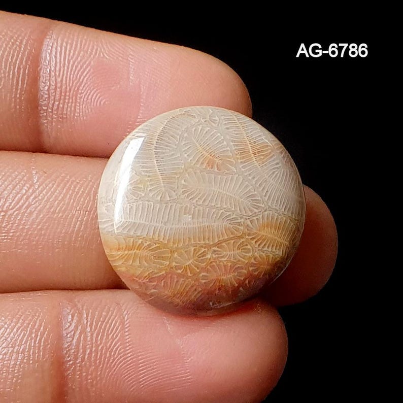 May include: A circular, polished gemstone featuring a distinctive pattern of beige and light brown fossilized coral. The stone is held in a hand, highlighting its natural textures and colours. The text "AG-6786" is visible.