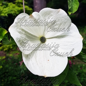 5 Downloadable Digital Photos of Original Photos - &#39;&#39;Large White Flowers on a Blooming Tree&#39;&#39;