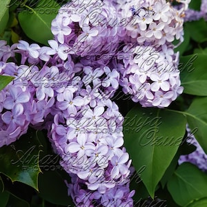 以下が含まれることがあります： 満開のライラックの花の房のクローズアップ。花は薄い紫色で、繊細な香りがします。花は緑の葉に囲まれています。