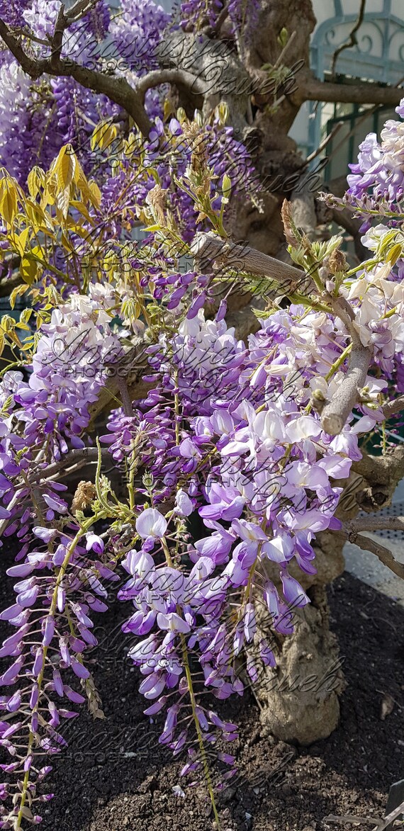 5 Downloadable Digital Photos of Original Photos - ''lilac Wisteria Flowers  on the Tree Close Up'' - Etsy