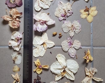 Naturally Dried Orchids -92 pc +petals, buds, Multicolor - Pressed and not pressed for craft