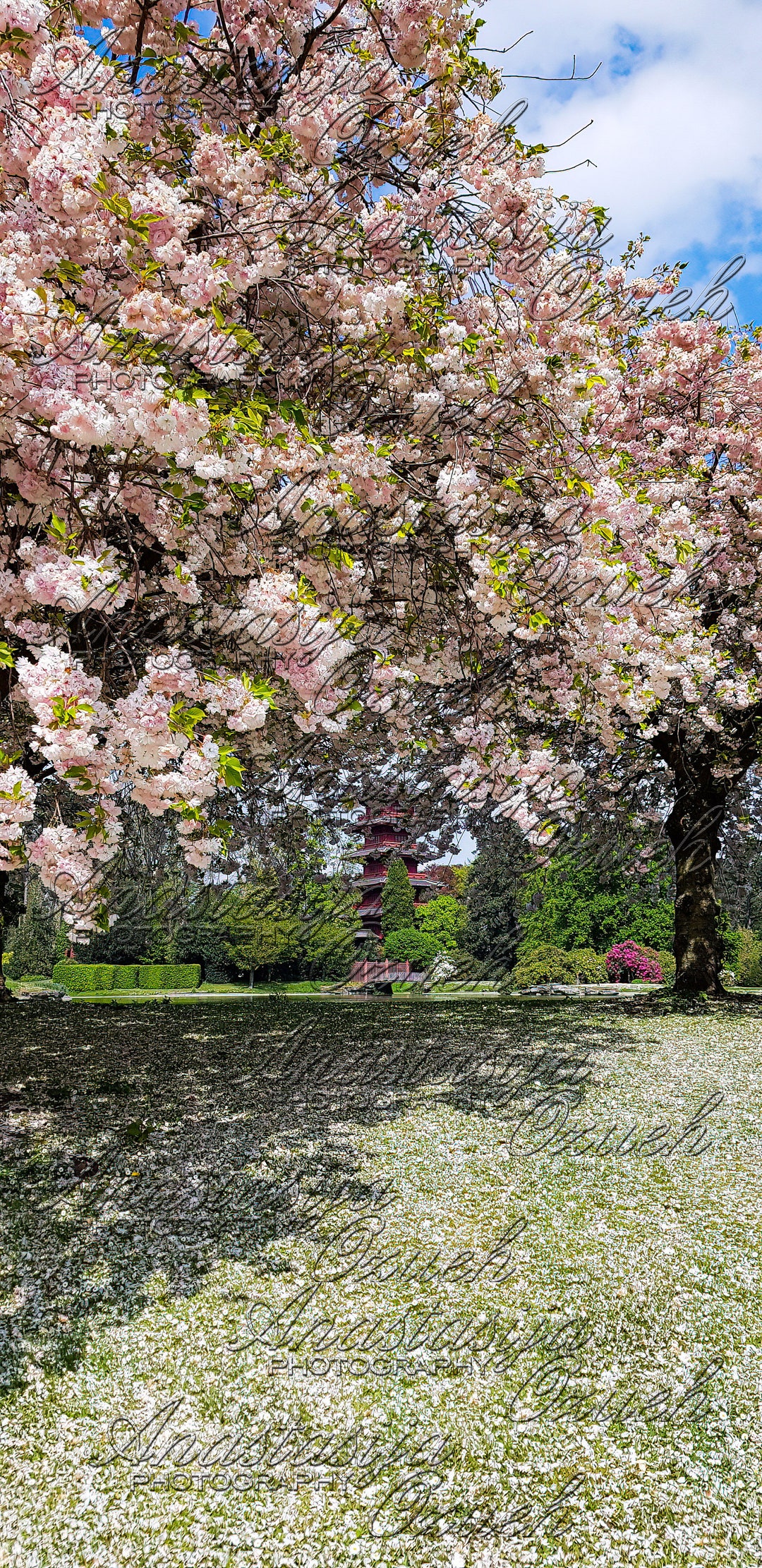 5 Downloadable Digital Original Photos - Blooming Sakuras in a Royal ...