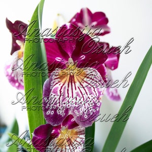 3 Downloadable Digital Original Photos - Exotic Big Purple Pink  Miltonia Orchid