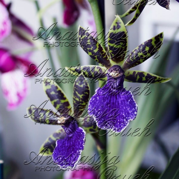 4 Downloadable Digital Original Photos  + 1 edited - Exotic Zygopetalum Orchid Flowers Indoors- total 5 pics