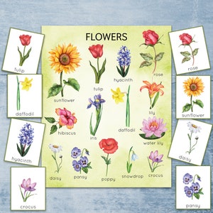 Types of Wildflowers  Flower identification, Different kinds of flowers,  Flower tattoo meanings