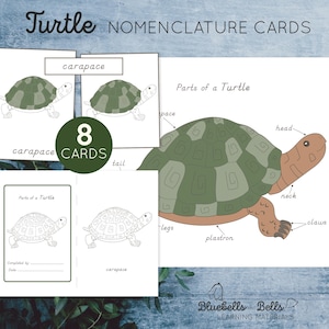 Könnte beinhalten: Lehrreiches Set mit Schildkröten-Nomenklaturkarten. Die Karten zeigen Illustrationen der Schildkrötenanatomie, einschließlich Panzer, Kopf, Hals, Beine und Krallen. Das Set enthält 8 Karten.