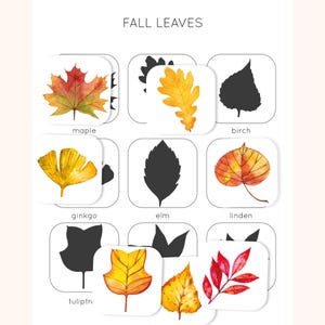 May include: A set of educational cards titled FALL LEAVES featuring watercolor illustrations of various leaves including maple, ginkgo, linden, and others, paired with their corresponding black silhouettes and printed labels for identification.