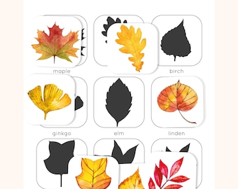 May include: A set of educational cards titled FALL LEAVES featuring watercolor illustrations of various leaves including maple, ginkgo, linden, and others, paired with their corresponding black silhouettes and printed labels for identification.