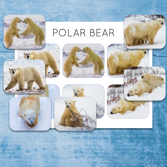 Polar bear Montessori winter printable. Toddler animal