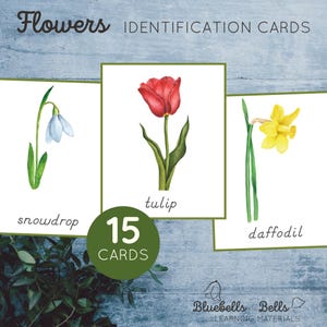 Afdrukbare bloemenidentificatiekaarten. Montessori lente afdrukbaar.