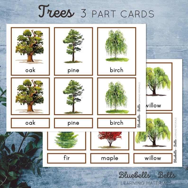 Trees Montessori 3 Part Cards. Tree Identification Cards. Vocabulary ...