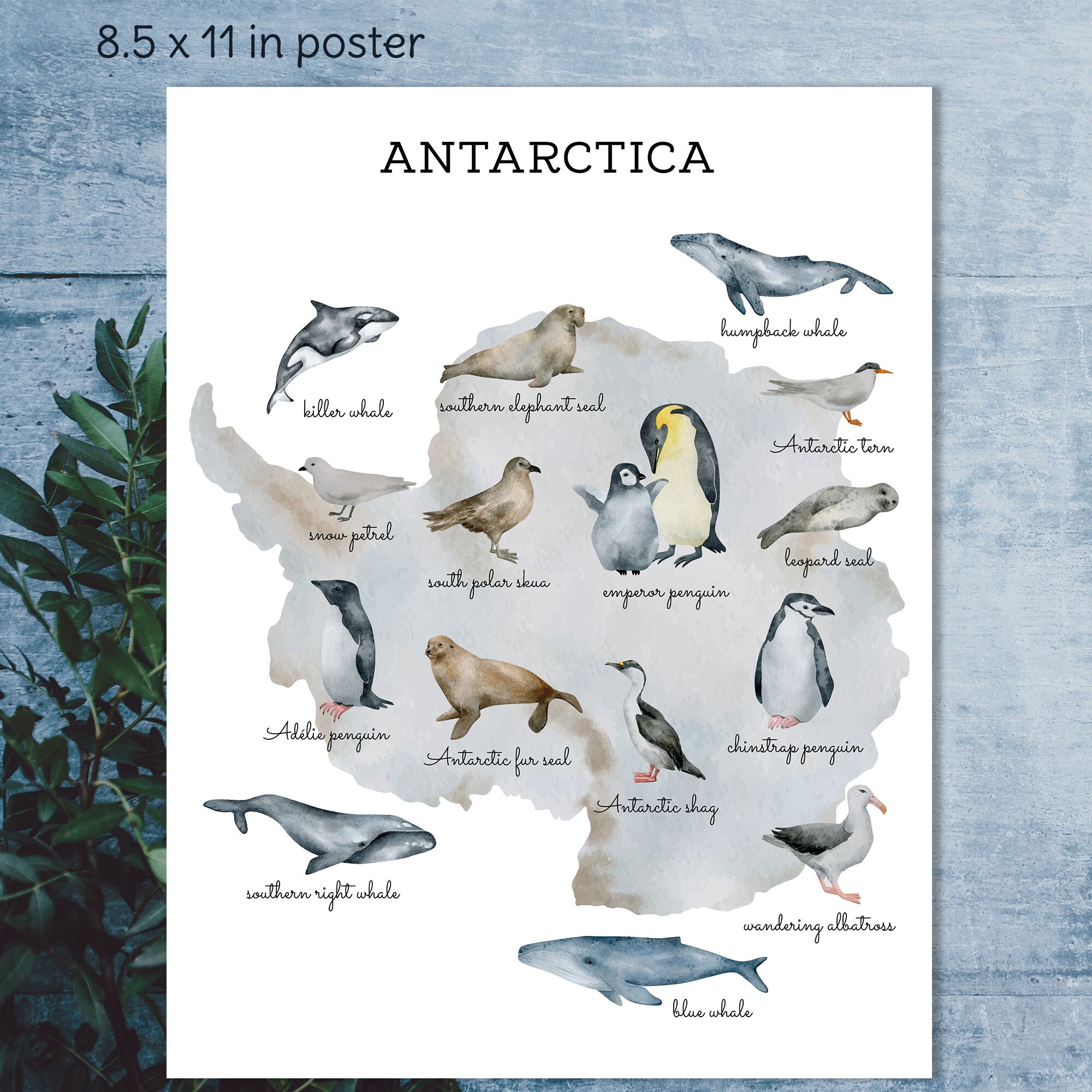 Antarctica Animal Flashcards and Shadow Matching Cards. Montessori ...