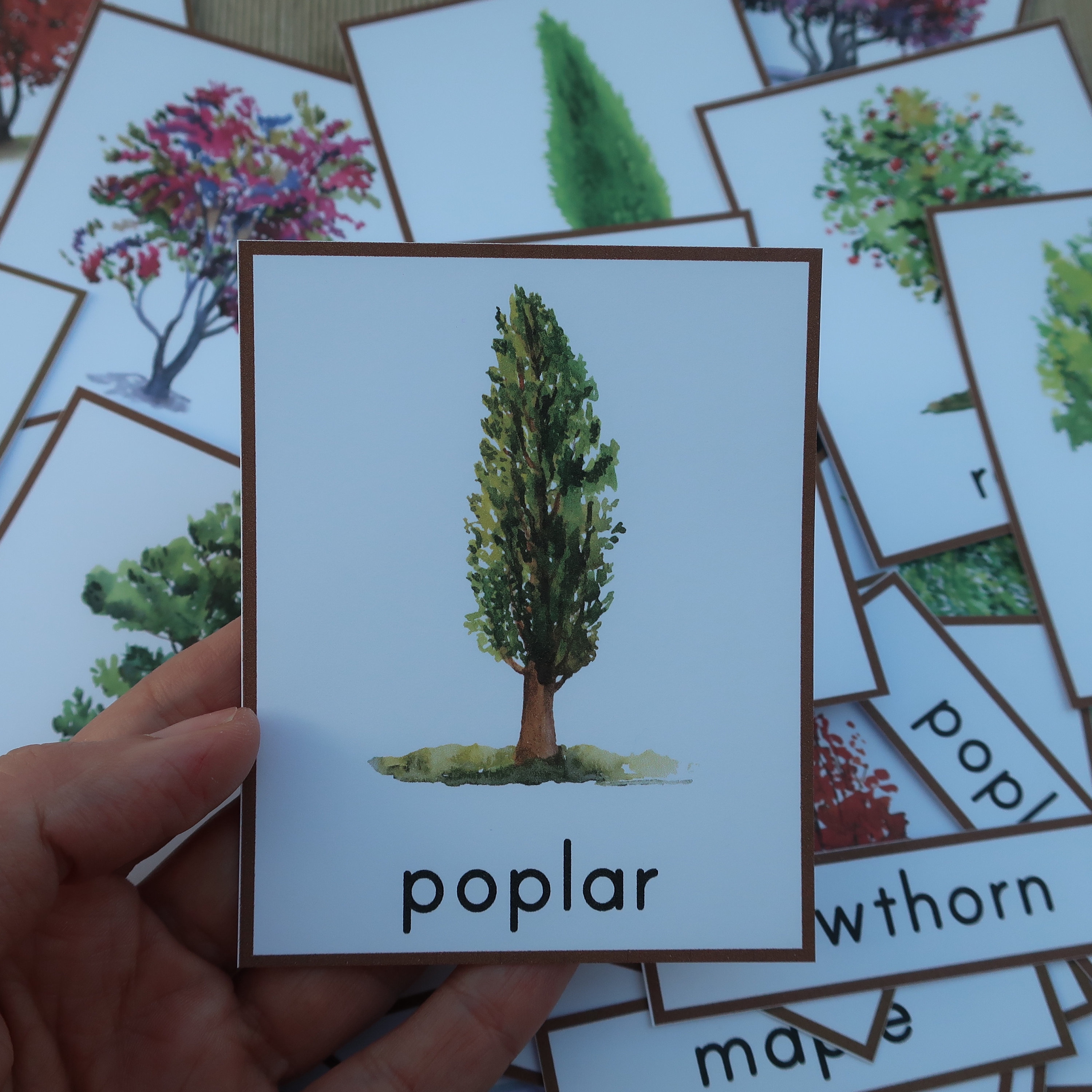 Tree Card Eyfs Trees Montessori 3 Part Cards. Tree Identification Cards. Vocabulary ...