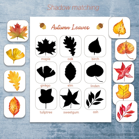 Fall leaf Montessori printable. Leaf identification preschool