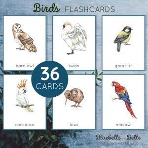 Birds flash cards. Watercolor printable birds of the world cards.