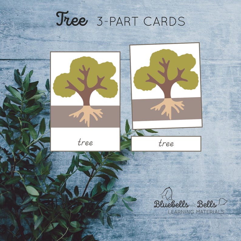 Parts of a Tree Nomenclature 3-part Cards, Charts, Blackline Master for ...