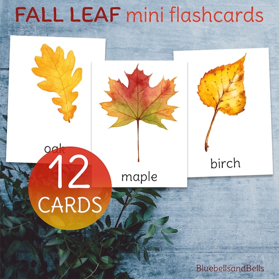 Autumn leaf identification mini flashcards. Watercolor fall