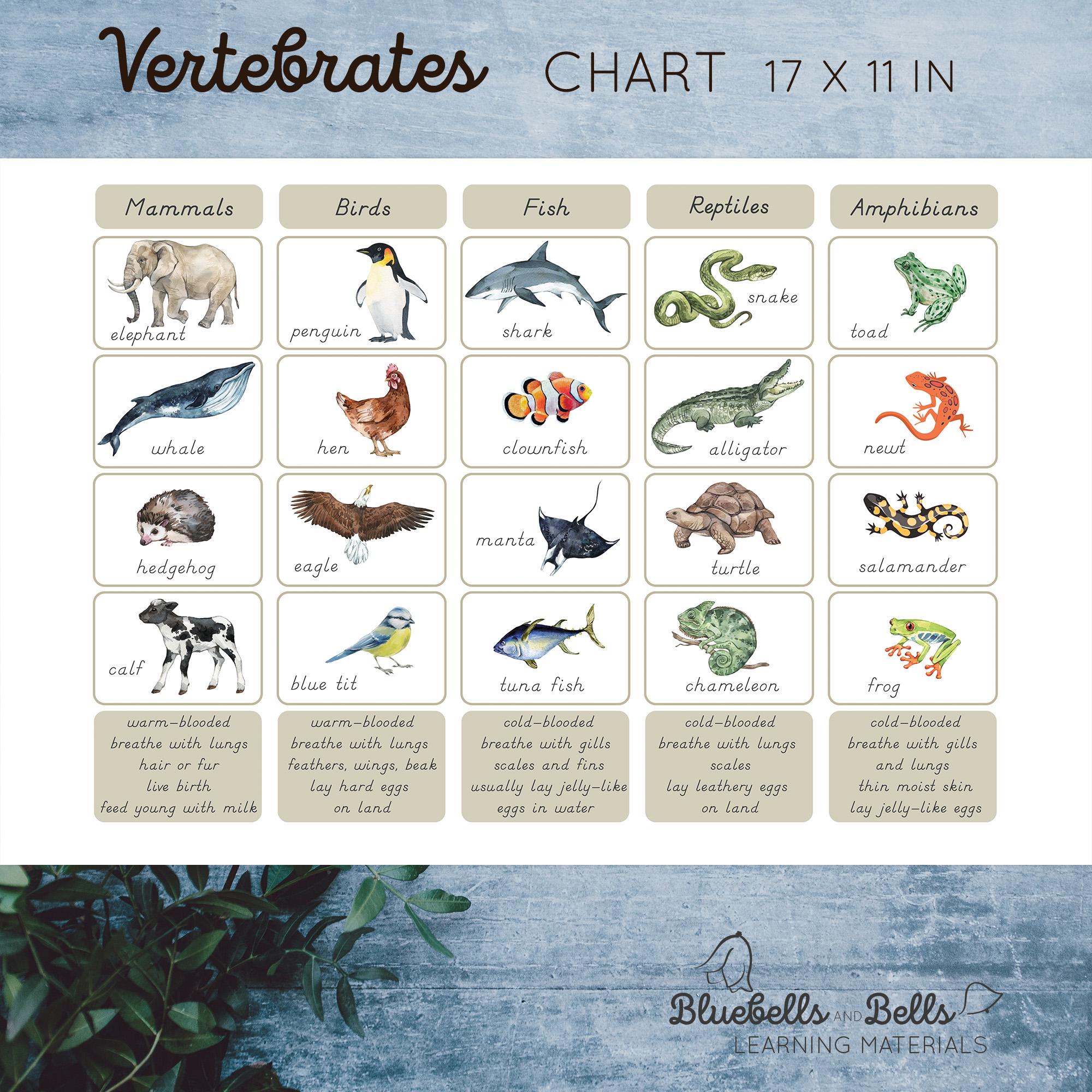 Classification of Animals Vertebrates. Chart and Worksheet for Sorting ...
