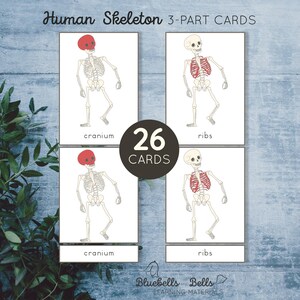 May include: Educational flashcards featuring illustrations of the human skeleton. The cards display the cranium and ribs, with the text "Human Skeleton 3-PART CARDS" and "26 CARDS". The cards are designed for learning materials.