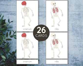 Kaarten met skeletnomenclatuur. 3-delige Montessori-kaarten.
