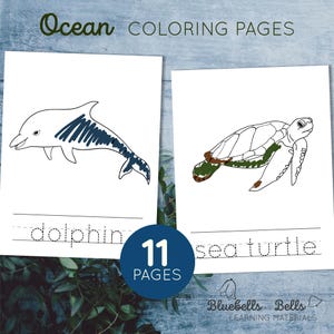 Desenhos para colorir animais do oceano