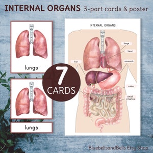Innere Organe 3-teilige Karten und Poster. Montessori Anatomie Nomenklatur Karten.