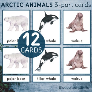 Pooldieren 3-delige kaarten. Montessori winter afdrukbare woordenschatactiviteit voor de kleuterschool en de kleuterschool.