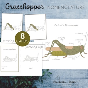 May include: Educational set featuring grasshopper nomenclature. Includes 8 cards with illustrations and labels of grasshopper parts, such as antennae, wings, and jumping legs. The set also includes a detailed diagram of a grasshopper.