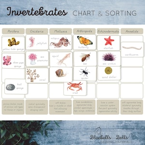 May include: An educational chart titled "Invertebrates CHART & SORTING" with watercolour illustrations of invertebrates. Includes a yellow tube sponge, jellyfish, octopus, butterfly, starfish, and earthworm. Also shows a bee, spider, and crab.