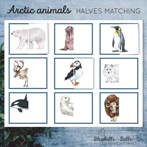 Puzzel met pooldieren om af te drukken. Bijpassende peuteractiviteit voor de helft.