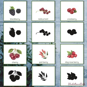 K&ouml;nnte beinhalten: Ein druckbarer Satz von 9 Karten mit Illustrationen verschiedener Beeren, darunter Brombeeren, rote Johannisbeeren, Cranberries, Kirschen, Goji-Beeren, Hagebutten und ihre Silhouetten.