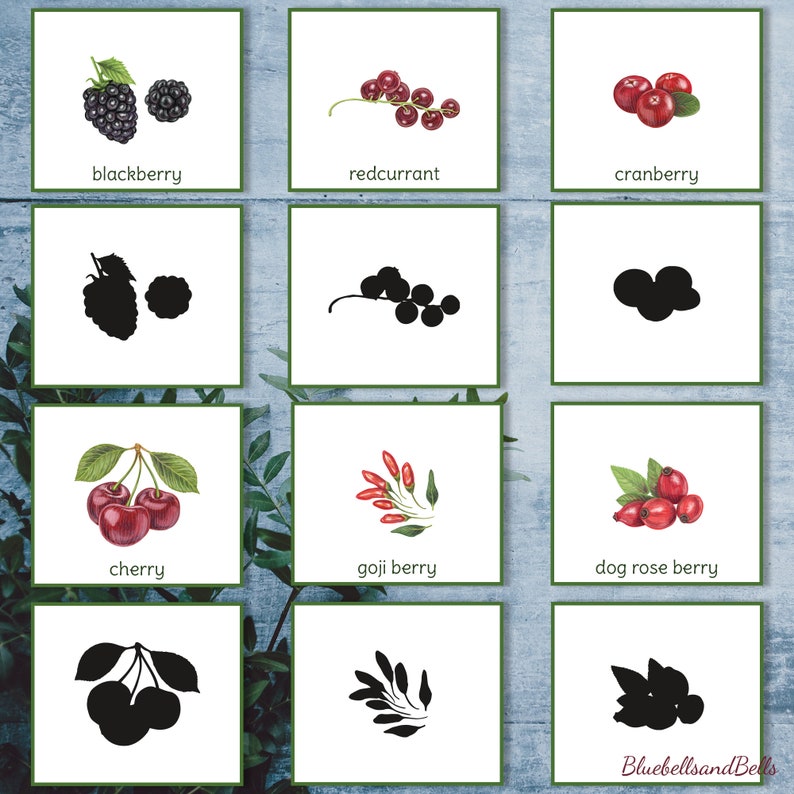 K&ouml;nnte beinhalten: Ein druckbarer Satz von 9 Karten mit Illustrationen verschiedener Beeren, darunter Brombeeren, rote Johannisbeeren, Cranberries, Kirschen, Goji-Beeren, Hagebutten und ihre Silhouetten.
